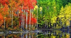 Pando colony Fishlake National Forest US Forest Service