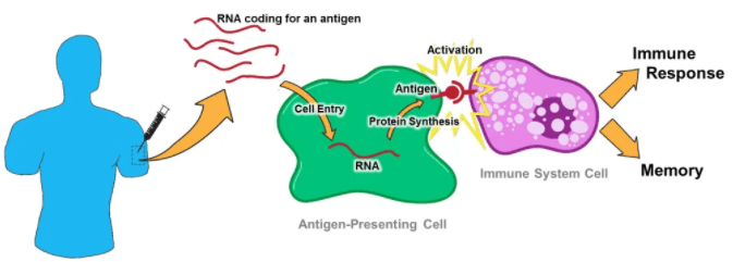 mRNA Vaccine Technology. Source: SITNBoston, Harvard University CC.BY