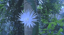 Amazon Moonflower blooming at Cambridge University Botanic Garden