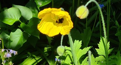 Bee in yellow poppy by 360onhistory.com