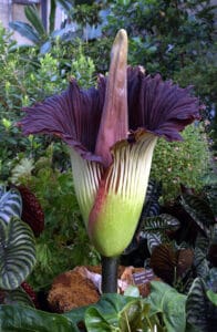 Amorphophallus titanum, giant penis plant. 360onhistory.com