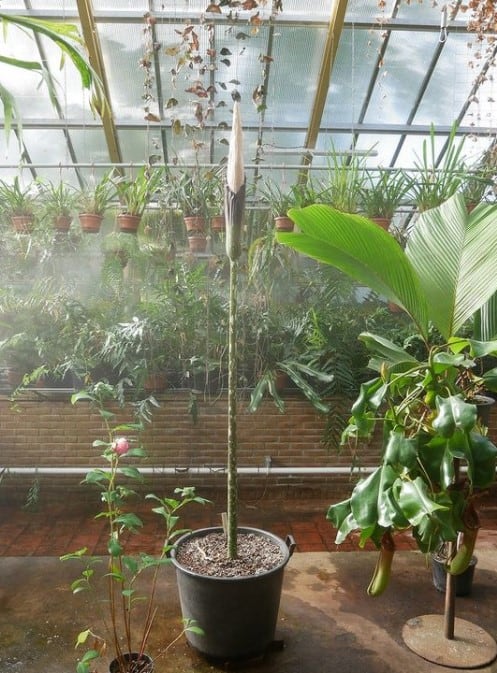 Amorphophallus decus-silvae. It's related to the famous Amorphophallus titanum and, like its cousin, is found in Southeast Asian rainforests. Both species emit a foul odour when they bloom (attracting flies and other pollinators)