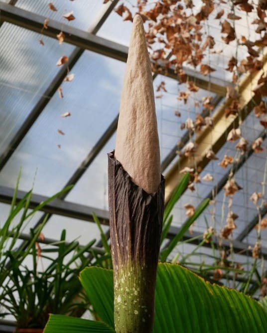 Penis Plant Blooms in A Botanical Garden l Corpse Flower