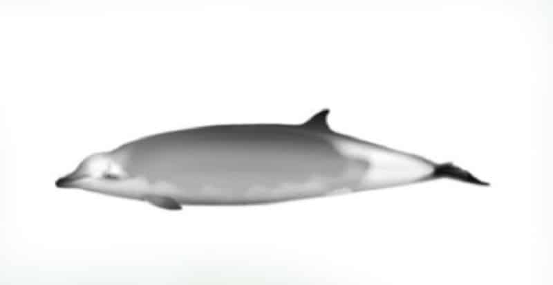 Ramari's beaked whale, Mesoplodon eueu. 360onhistory.com