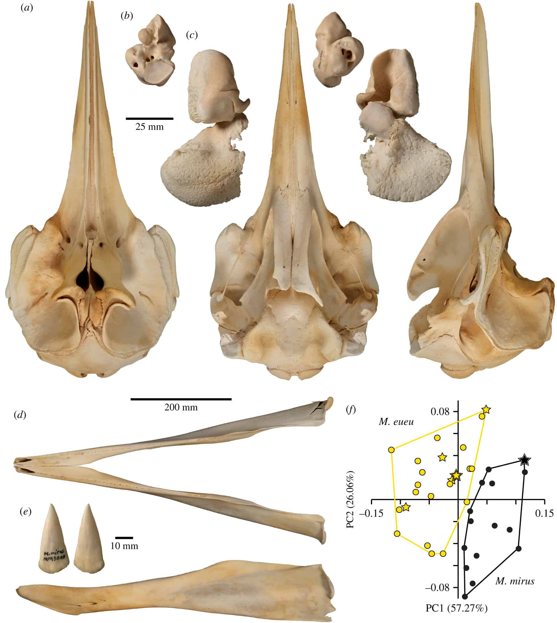 Skull and morphological distinctiveness of M. eueu shown by holotype (NMNZ MM003000). (a) Skull in dorsal (left), ventral (centre) and left lateral (right) view (b) periotic in dorsal (left) and ventral (right) view; (c) tympanic bulla in dorsal (left) and ventral (right) view; (d) mandible in dorsal (top) and lateral (bottom) view; (e) mandibular tusks in medial (left) and lateral (right) view. (f) PCA of cranial and mandibular measurements showing clear separation between M. eueu from the SH and M. mirus from the NA. Percentages next to principal components (PCs) denote the total variance explained. Filled stars are holotypes and hollow stars paratypes.