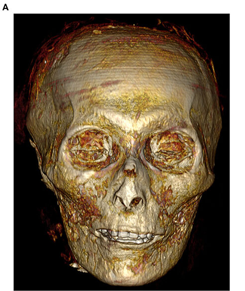 Digitally scanned skull of Egyptian Pharaoh Amenhotep 1.