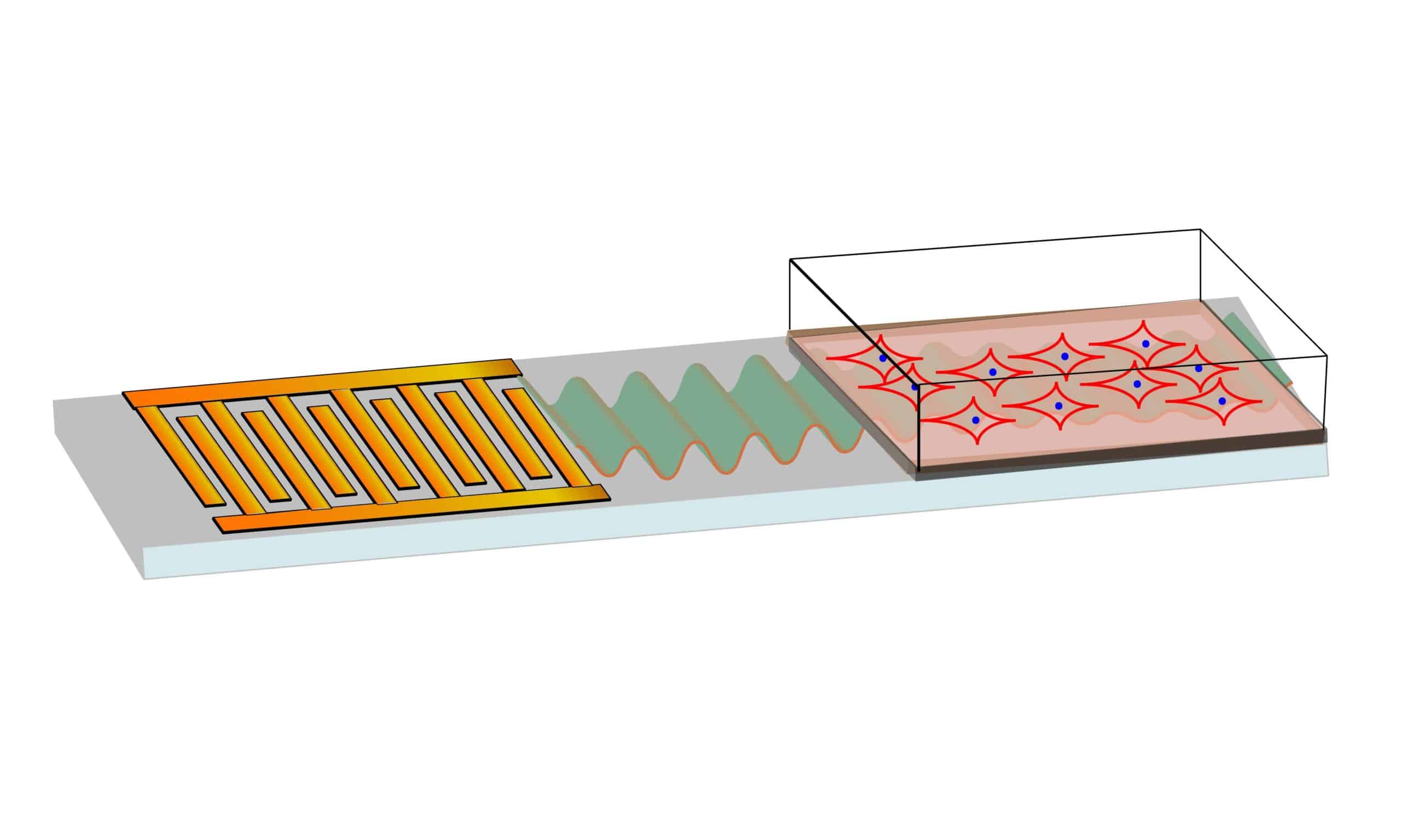 A graphic illustration of the innovative stem cell treatment. The microchip on the left generates high-frequency sound waves (green) to precisely manipulate the stem cells, which are placed in silicon oil on a glass-bottomed culture plate.