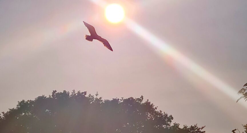 Silhouette of bird flying by the Sun on June 21, 2022. June Solstice. 360onhistory.com