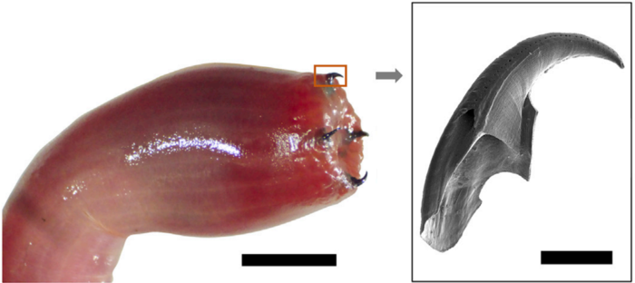 Left: Image of the everted proboscis of Glycera dibranchiata with its four jaws exposed, Right: Scanning electron microscope image of a Glycera jaw (Scale bar, 0.5 mm) CREDIT Matter/Wonderly et. al.