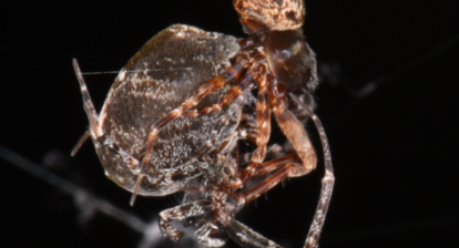 Orb weaving spiders copulating with the smaller male on top. Credit Shichang Zhang et al