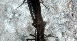 Two Antarctic midges (Belgica antartica) mating