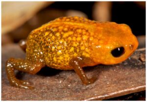 Researchers couldn't be hoppier about 'mini frog' species