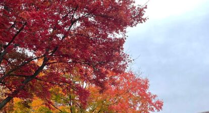 Autumn or fall scene where trees and shrubs are showing reds, oranges and pink colours. By 360onhistory.com