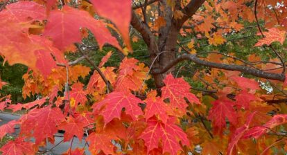 Sugar maple with dark orange leaves