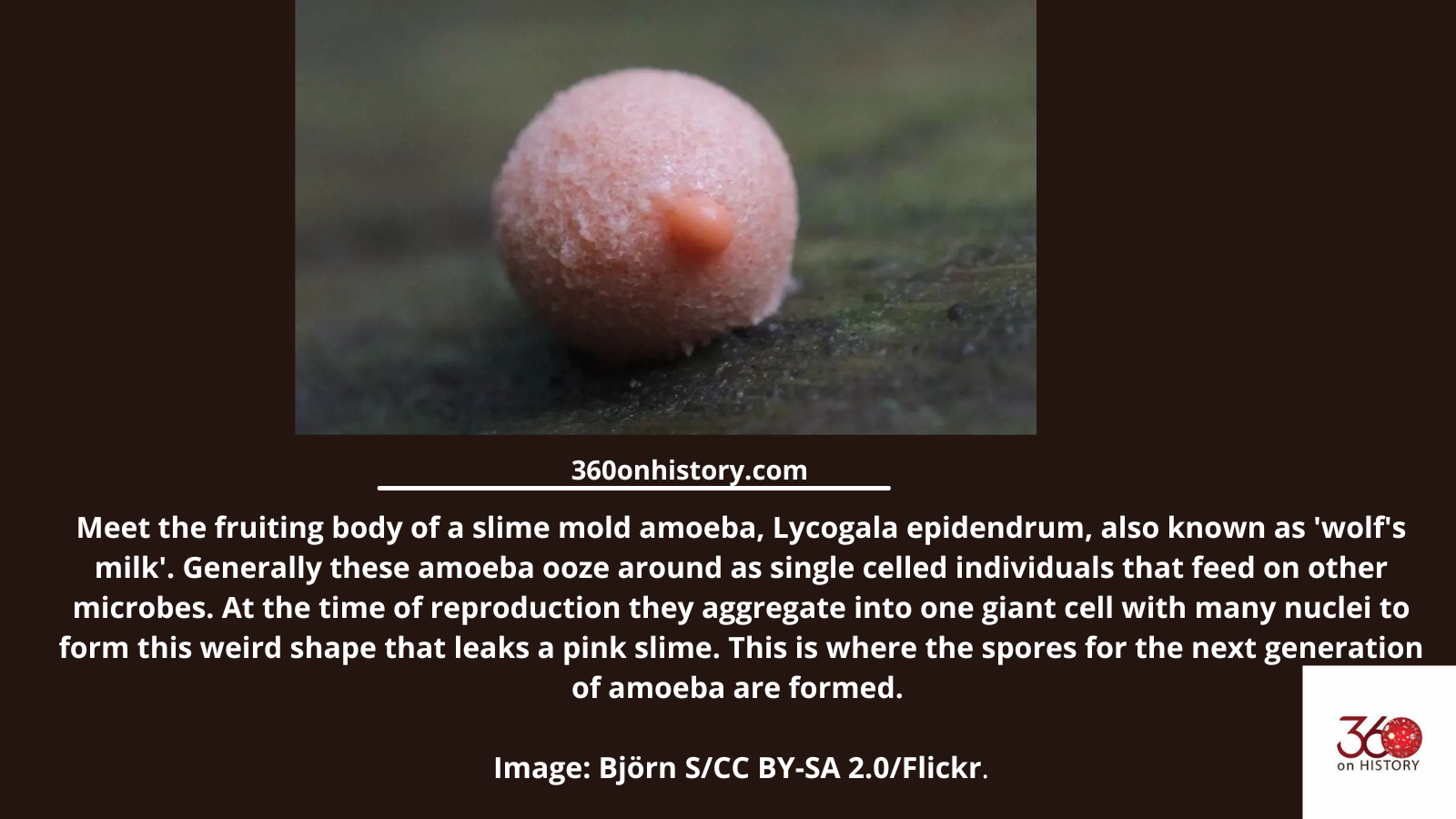 Slime mold amoeba Wolf s Milk Lycogala epidendrum 360 On History