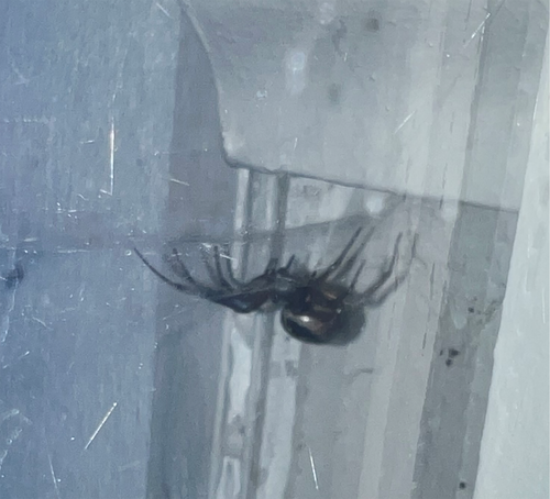 A mature adult female Steatoda nobilis on her web constructed on the outside of the first-floor window. Photo credit: Dawn Sturgess.