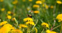 Yellow and black bee on yellow flower in a filed of yellow flowers during daytime.