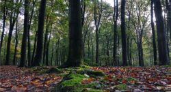 Forest, trees, autumn, leaves on the ground,