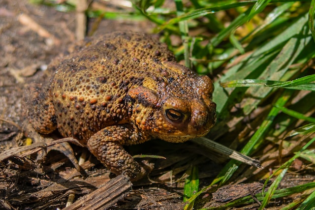 A cane toad on brown soil with some green grass to the right. Lucas van Oort on Unsplash