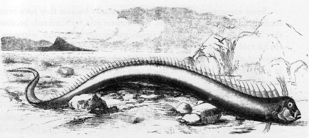 A black and white drawing of a Giant Oarfish stranded on rocks. Oarfish that washed ashore on a Bermuda beach in 1860: The fish was 16 ft (4.9 m) long and was originally described as a sea serpent.