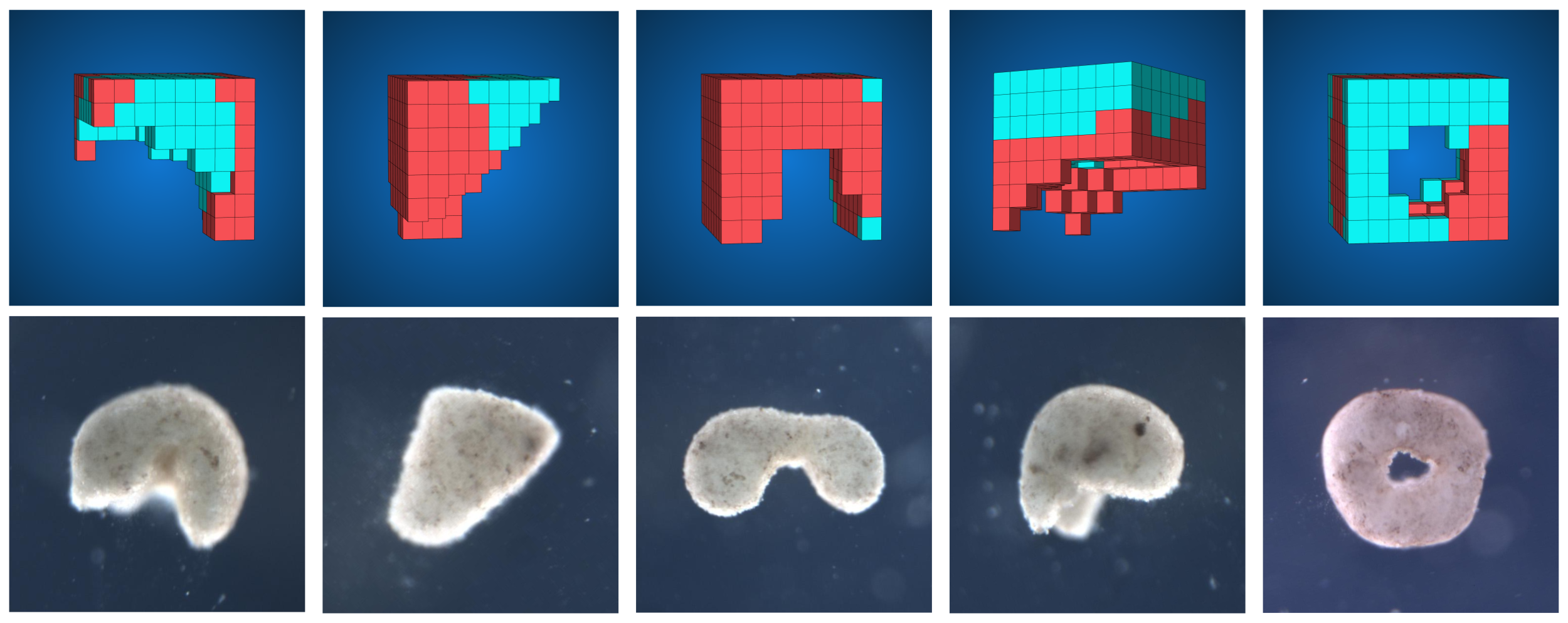 AI methods automatically design diverse candidate lifeforms in simulation (top row) to perform some desired function, and transferable designs are then created using a cell-based construction toolkit to realize living systems (bottom row) with the predicted behaviors.(Credit: https://cdorgs.github.io/)