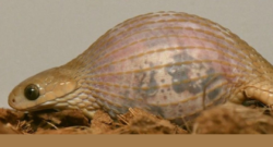 A Gan's egg-eating snake that has swallowed a much larger egg relative to its size.