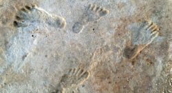 This three-dimensional model highlights footprints across one of the excavated surfaces. The height of the area corresponds to the color, changing from cool greens to warm yellow colors with increasing elevation. PHOTOGRAPH BY DAVID BUSTOS