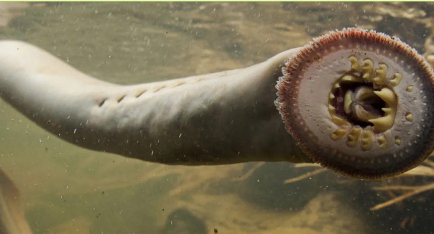 Pacific Lampray showing the part of its body that sucks blood from marine mammals