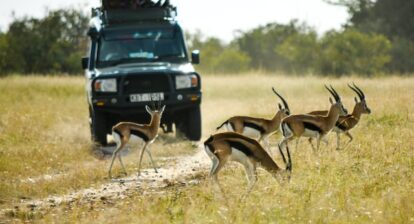 A four by four vehicle with people in it and looking out of the sun roof. The vehicle is moving across the savannah with 5 impala in its path.