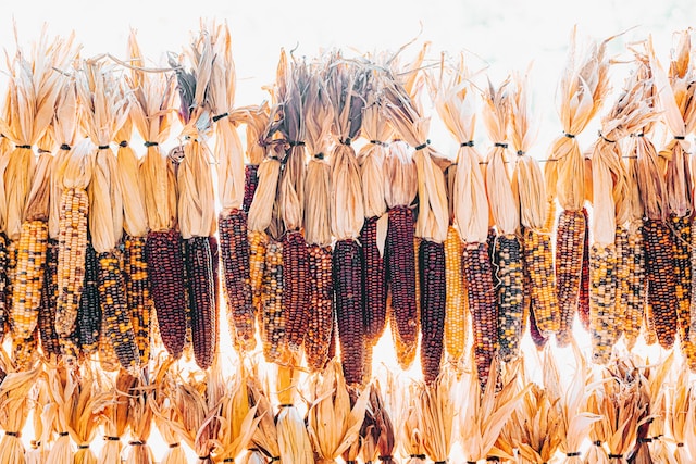 Different varieties and colours of maize / corn on the con line up. Photo by Sunira Moses on Unsplash