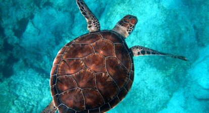 A turtle swimming in the ocean, which is an a bright blue green colour. Credit: Randall Ruiz on Unsplash