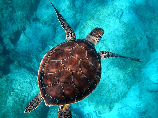 A turtle swimming in the ocean, which is an a bright blue green colour. Credit: Randall Ruiz on Unsplash