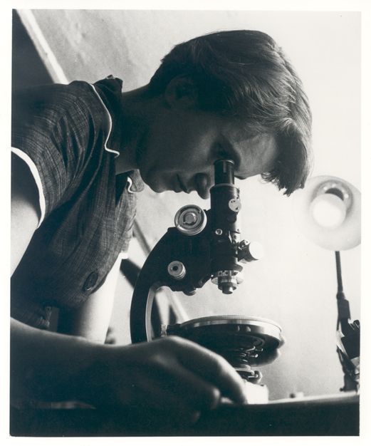 Franklin at work, 1955. She is bent over and looking through a microscope in this black and white image.