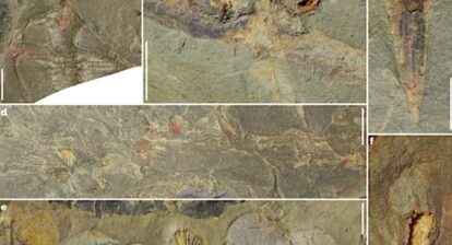 a, Trilobite of the genus Ampyx (UCBL-FSL713598). b, Gastropods associated with a tube-like structure, probably the conulariid Sphenothallus (UCBL-FSL713599). c, Biomineralized conulariid cnidarian (UCBL-FSL713600). d, Articulated brachiopods attached to a possible leptomitid sponge (UCBL-FSL713601). e, Assemblage formed of articulated brachiopods (centre), flattened carapaces probably of bivalved arthropods (centre left and right) and a calymenine trilobite cranidium (left; UCBL-FSL713602). f, A hyolith with possible internal organs (UCBL-FSL713603). Scale bars represent 4 mm in a and e, 1 cm in b and d, 5 mm in c, and 2 mm in f.