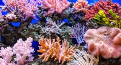 Live corals in many colours mainly pink and red.