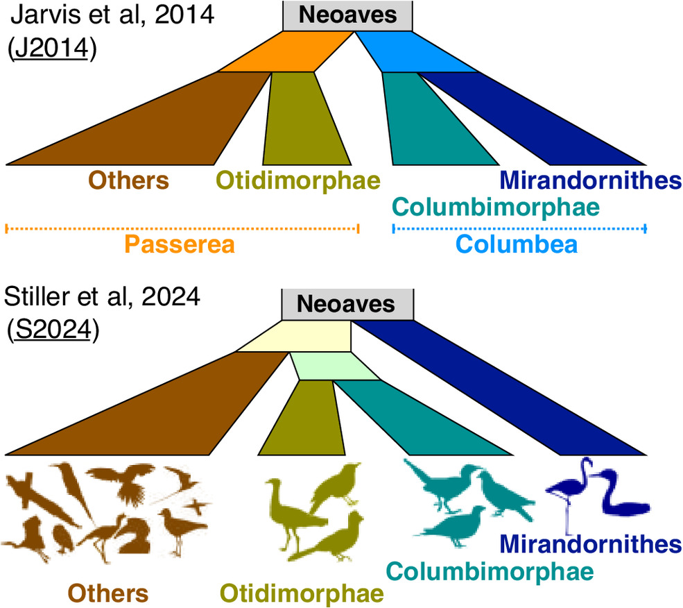 Two mutually exclusive bird family trees. The top family tree lumps flamingos and doves, in blue and teal respectively, closely together, while the bottom family tree does not. The top family tree was built around distortions in bird genomes that date back to the extinction of the dinosaurs. The bottom family tree is likely more accurate, after accounting for these genomic anamolies.