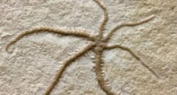 Fossil captures starfish splitting itself in two – showing this has been happening for 155 million years. The 155-million-year-old fossil Gunter Schweigert, CC BY