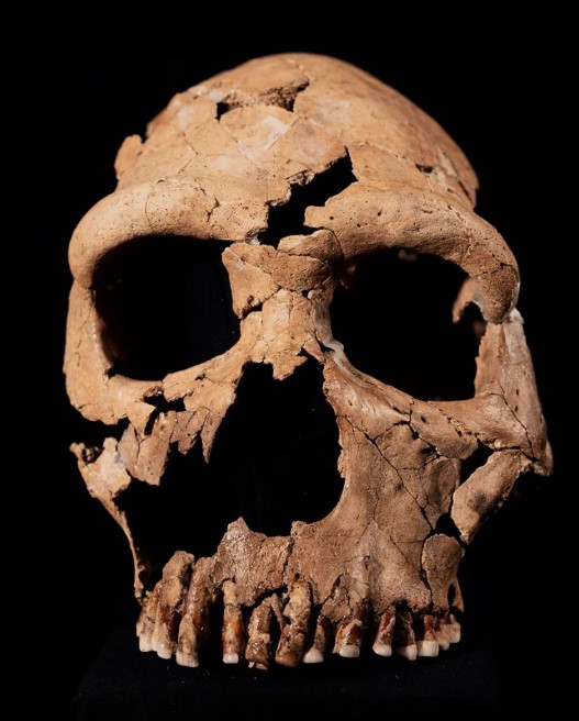 A Neanderthal Skull