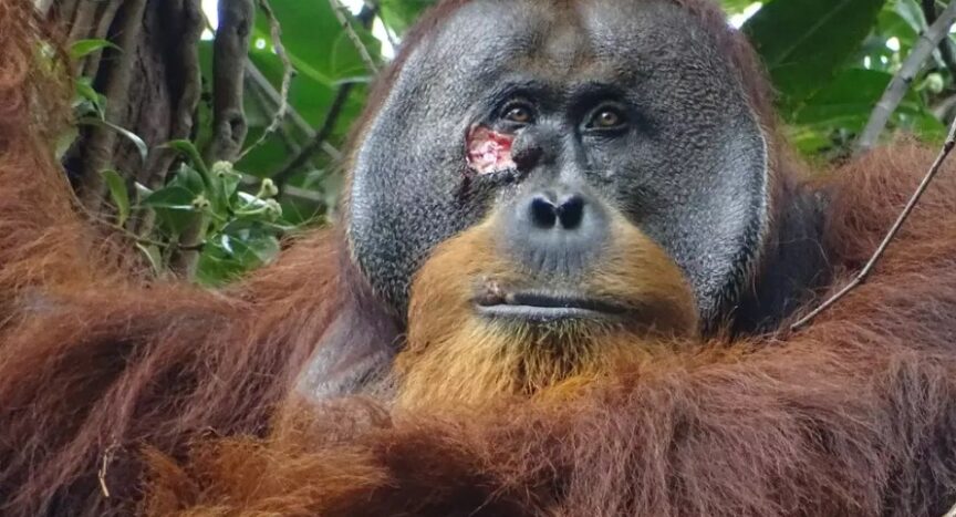 In more than 20 years of field research, Rakus is the first orangutan to be observed using a medicinal plant to treat wounds. Armas / Suaq Project via Max Planck Institute