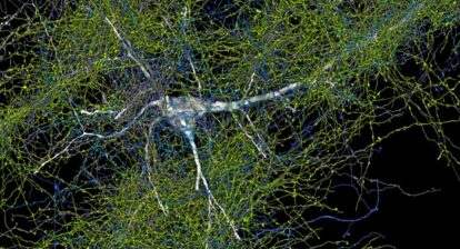 This image displays a single human neuron (white) and all of the axons from other neurons that connect to it. The blue threads are inhibitory axons, while the green ones are excitatory axons. Neurons are the cellular building blocks of the nervous system. Google Research & Lichtman Lab/Harvard University