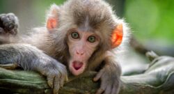 Brown coasted monkey baby on branch with a somewhat shocked expression and mouth open. Photo by Jamie Haughton on Unsplash