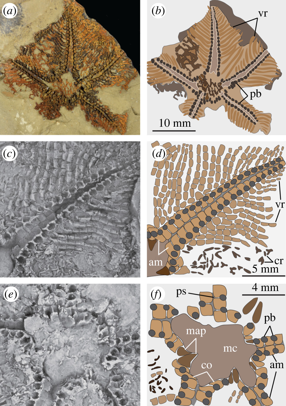 Figure 1. Cantabrigiaster fezouataensis from the Lower Ordovician (Tremadocian) of Morocco. Holotype UCBL-FSL 424961 (Van Roy coll.). (a) Oral view (body fossil). (b) Interpretative diagram of (a). (c) Close-up of extended arm (latex mould). (d) Interpretative diagram of (c). (e) Close-up of oral region (latex mould). (f) Interpretative diagram of (e). am, ambulacral ossicles; co, circumoral ossicles; cr, carinal region ossicles (preserved on the aboral surface); map, mouth angle plates; mc, mouth cavity; pb, podial basins; ps, podial suture; vr, virgal ossicles.