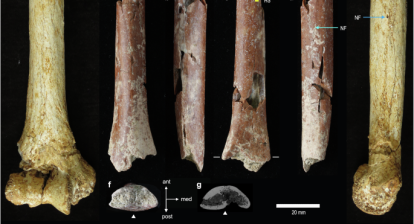 New fossils from Mata Menge.