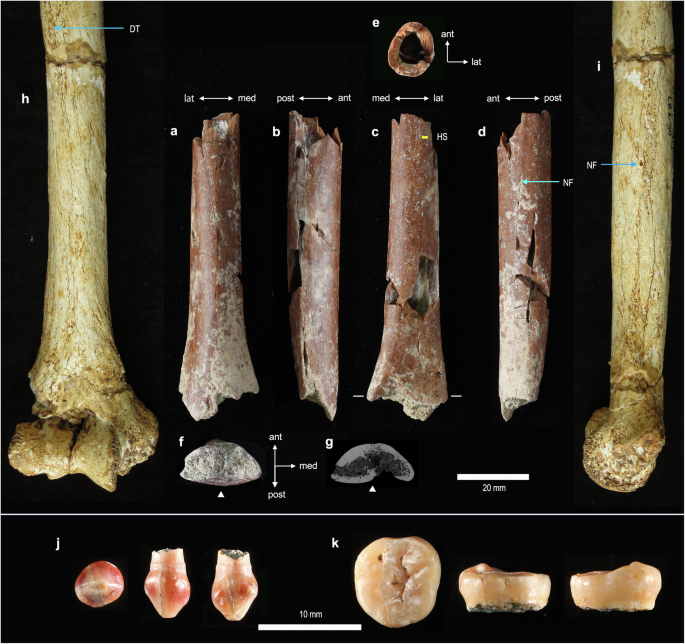 New fossils from Mata Menge.