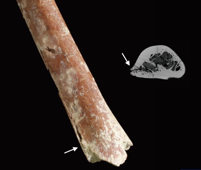 Humerus bone of Homo Ffloresiensis. Credit: Kaifu et al /Nature Communications