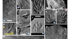 Vertebrate fossil groups from the Wamsutta Formation. Scale bars are 1 cm unless otherwise stated. (Knecht et al., Nature Communications, 2024)