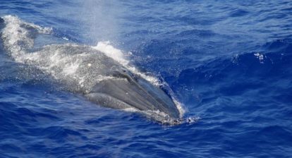 A Bryde’s whale photographed in the Mariana Archipelago. Credit: NOAA Fisheries/Adam Ü (NOAA Fisheries MMPA-ESA Permit #14097)