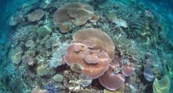 Pink blue and green corals under water