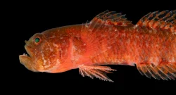 A new fish species, the Grumpy Dwarfgoby (Sueviota aethon), has been discovered! At under 2 cm, this tiny fish sports a fierce expression and large canines, making it look perpetually displeased. It has been found among coral reefs.