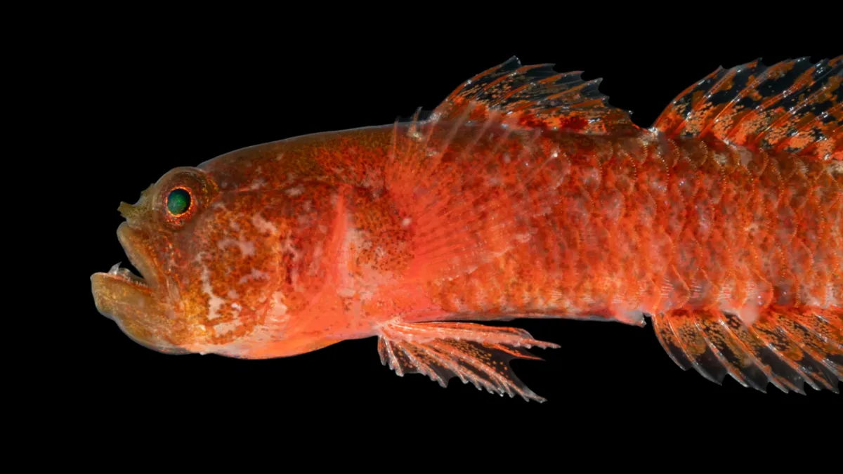 Check out this fish from the Red Sea! A new fish species, the Grumpy Dwarfgoby (Sueviota aethon), has been discovered! At under 2 cm, this tiny fish sports a fierce expression and large canines, making it look perpetually displeased. It has been found among coral reefs. 